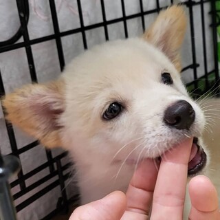 2ヶ月弱の男の子
