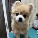 ♥ラニアちゃん♥人懐っこいポメの女の子です！！