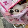 とても大人しくてゴージャスチワワ『塩まんじゅう』 サムネイル3
