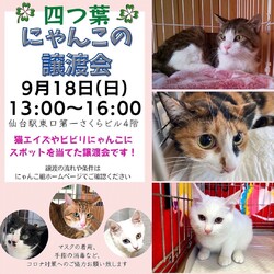 四つ葉にゃんこの譲渡会