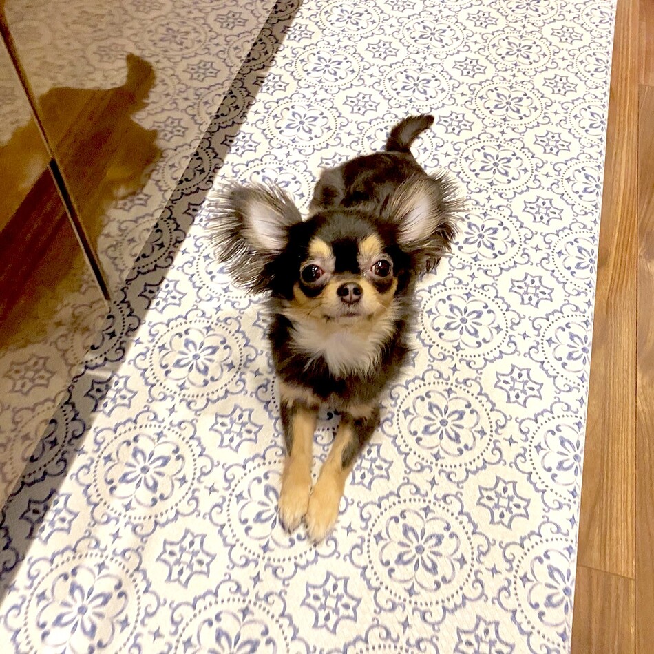 サリーのカバー写真