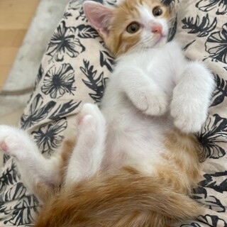 子猫３兄妹里親様募集中