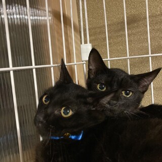 トライアル中！保護クロネコ兄弟