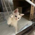 保護した仔猫、里親募集！