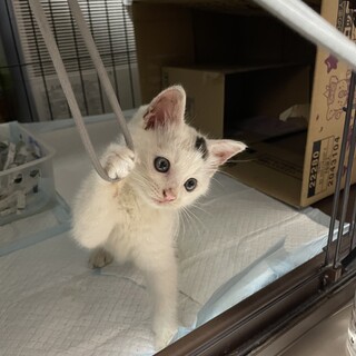 保護した仔猫、里親募集！