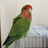 ぴーちゃんろすと
