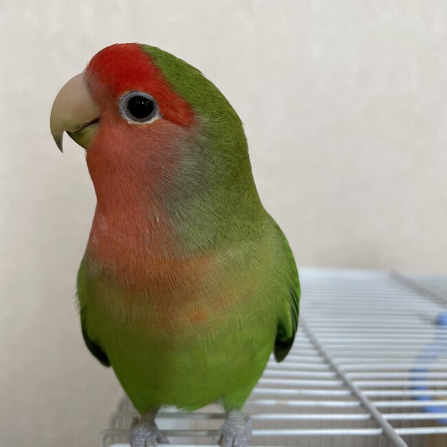 ぴーちゃんろすとのカバー写真