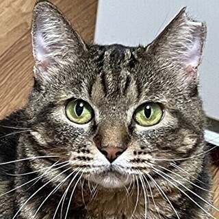 9/25　譲渡会参加予定☆美々ちゃん