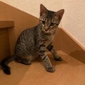 7ヶ月のキジ猫女の子