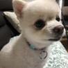 仁静
