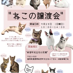 ねこの譲渡会