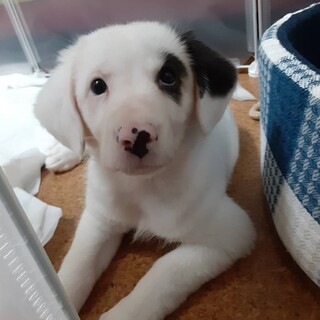 元気いっぱいな中型子犬の『ちゃわん』ちゃん
