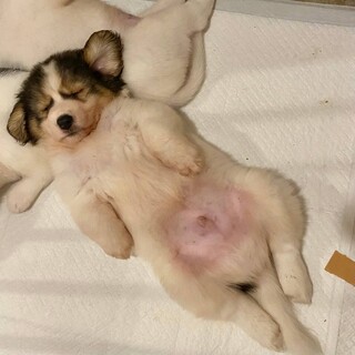子犬だ！元気だ！走り回る！『おさじ』くん