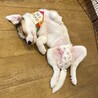 可愛いパピーの『たらこ』中型Mix サムネイル5