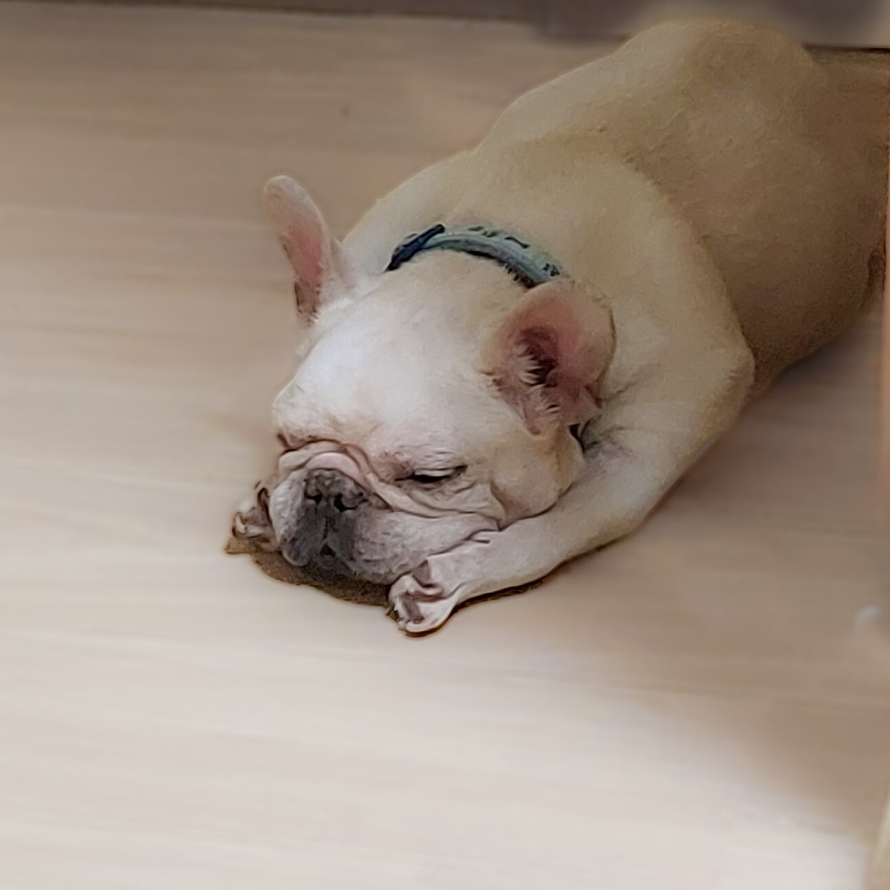 ちょい繊細なフレンチブル 奈良県 犬の里親募集 ペットのおうち 月間利用者150万人 ちょい繊細なフレンチブル 奈良県 犬の里親募集 ペットのおうち 月間利用者150万人