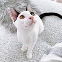 白ブチ　ぐりくん