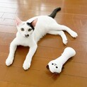 白チョビ　ぐらくん