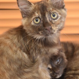 美しいセミロングコートのチョコレートサビリビちゃん