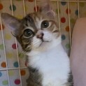お顔も性格もキュートな三毛子猫　3か月