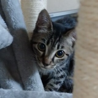 かわいい小柄なキジトラです。