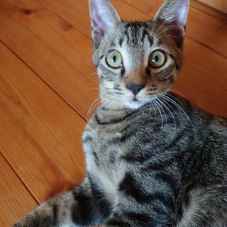 キジトラの清和君里親さん募集