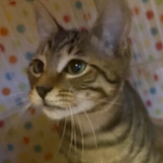 優しい草食系男子　お腹もふもふと腰ぱんぱんが好き