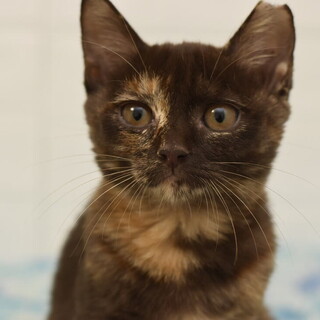 ユニークなチョコレートサビ猫のリリちゃん