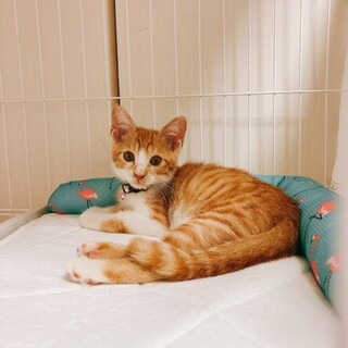 甘えん坊なこつぶクン♡