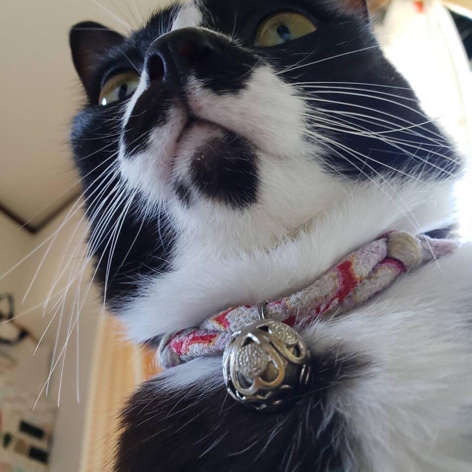 ブッキーのカバー写真