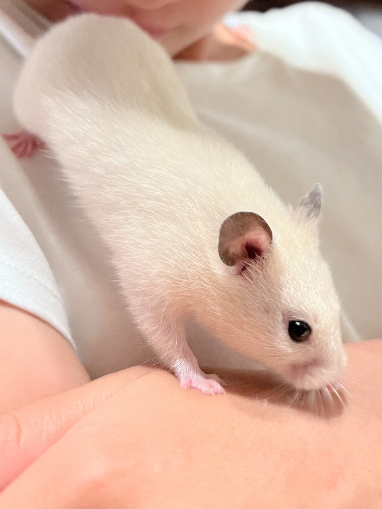 ゴールデンハムスター ホ 北海道 小動物の里親募集 ペットのおうち 月間利用者150万人