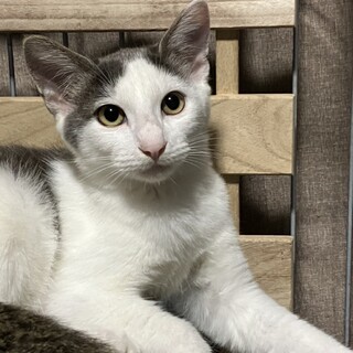 白グレーの男の子1