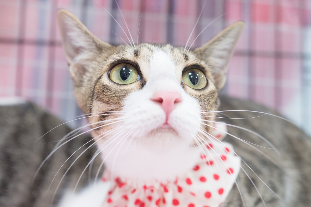 美少女 渚ちゃん 経験は 兵庫県 猫の里親募集 ペットのおうち 月間利用者150万人