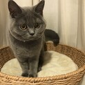 ブリティッシュショートヘア　6ヶ月の女の子です