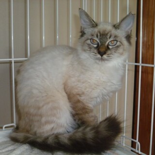 とても美しいブルーアイと毛並みのシャムmix子猫！