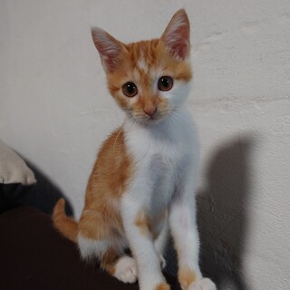 超珍しい茶白の女の子猫