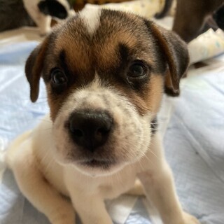 子犬ちゃんの家族を探しています