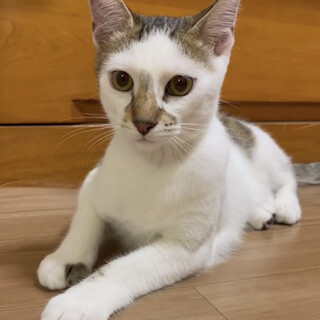 白キジ　ノンタくん