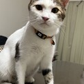キジ白　ココちゃん