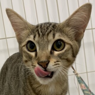 お家猫修行中！可愛い❤️キジトラ猫のジョー君！