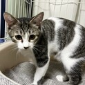 キジ白　5ヶ月♀キキちゃん