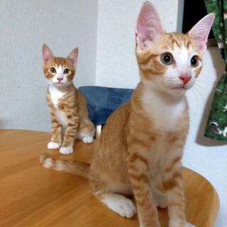 茶白のメスは2割！なつっこく元気いっぱい❤