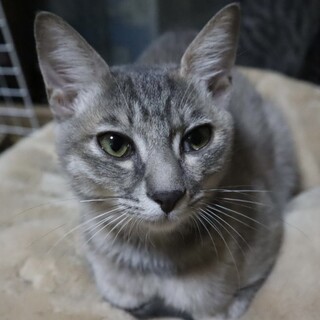 運動神経抜群☆グレーサビ仔猫のぴりかちゃん❣️