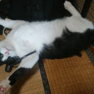 すっかり甘えん坊に。元気で食いしん坊なハチワレ♂