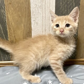 甘えん坊の仲良し兄弟ミルくん❤️