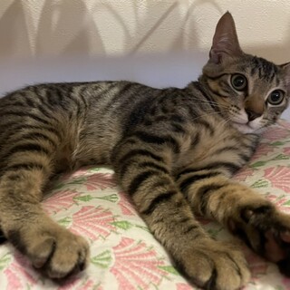 おっとりキジトラ男子☆子猫☆調布市から募集☆