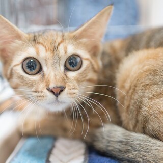 スナネコ風美猫☆サビタン
