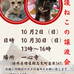 保護ねこの譲渡会in一心寺