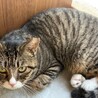 超癒し系猫♡福ちゃん サムネイル4
