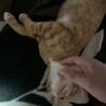 ちくわ,
