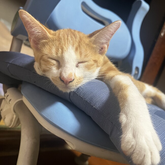 ちくわ,のカバー写真